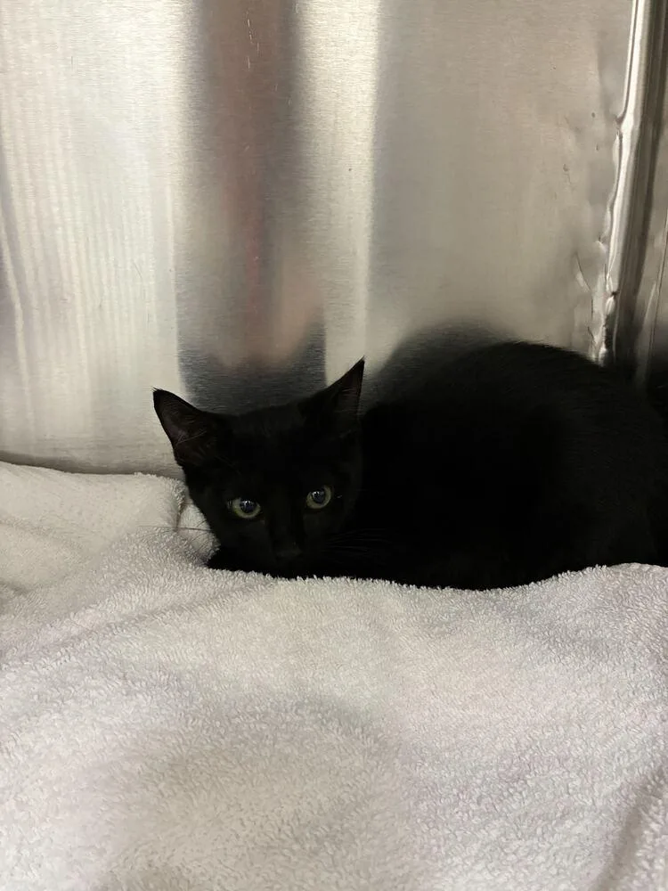 A baby small-sized female Domestic Short Hair cat named Raven for adoption in Marietta, GA