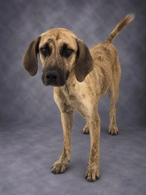 A young large-sized female Hound dog named Stella for adoption in Winter Haven, FL