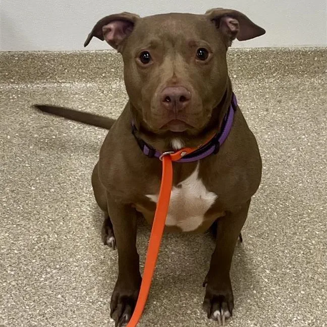 An adult medium-sized female Brown / Chocolate Labrador Retriever dog named Riva for adoption in Prince Frederick, MD