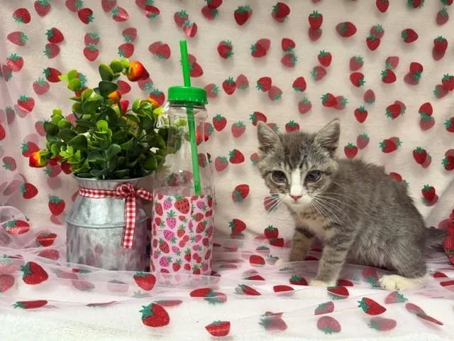 A baby small-sized female Domestic Short Hair cat named Sadie for adoption in Fairfield, CA