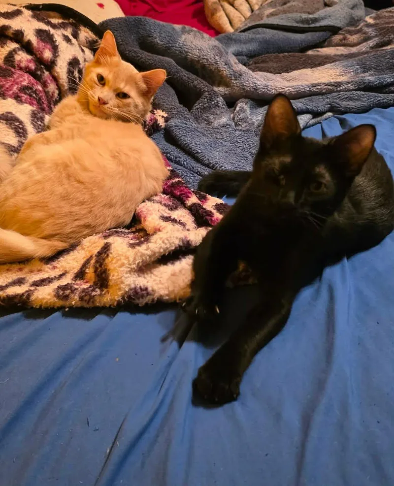 A young medium-sized male Black Domestic Short Hair cat named Oakley and Tuna for adoption in Ann Arbor, MI
