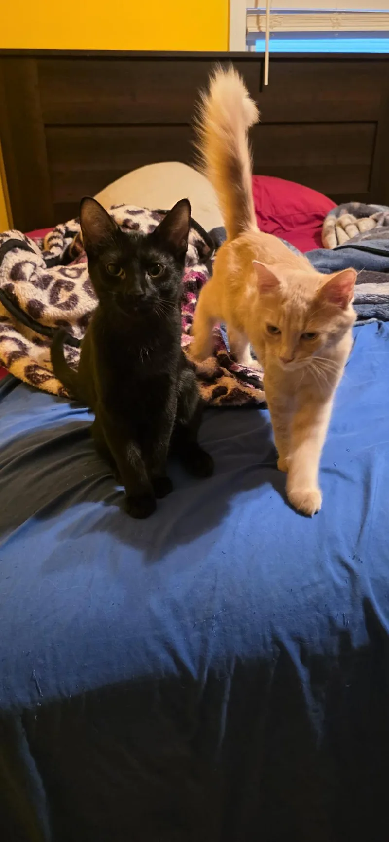 Oakley and Tuna thumbnail 2