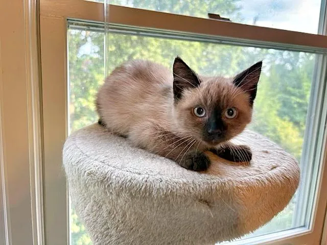 A baby medium-sized male Brown / Chocolate Domestic Short Hair cat named Jesse for adoption in Pittsburgh, PA