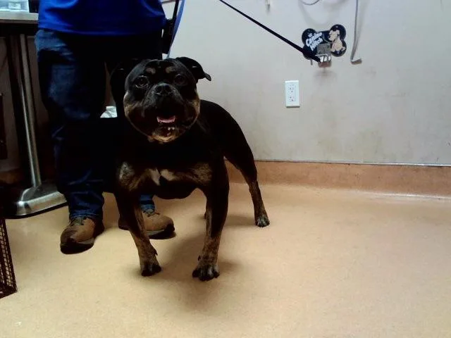 An adult large-sized male Pit Bull Terrier dog named Tyrus for adoption in Martinez, CA