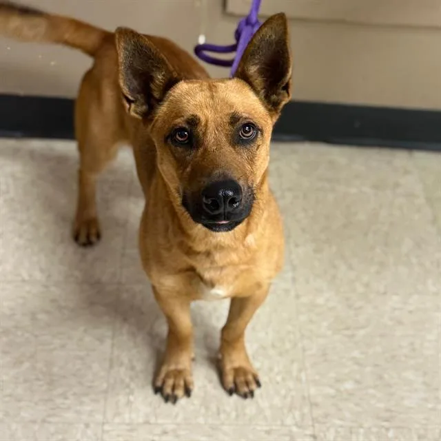 A young medium-sized male Cardigan Welsh Corgi dog named Bob for adoption in Conroe, TX