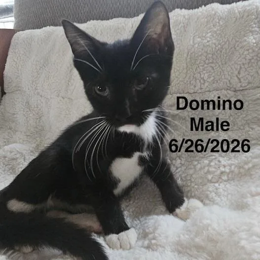 A baby small-sized male Black Domestic Short Hair cat named Domino for adoption in League City, TX