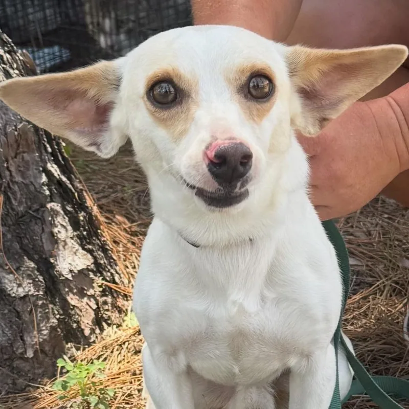 An adult small-sized male White / Cream Chihuahua dog named CT Homie avail Jul for adoption in Stormville, NY