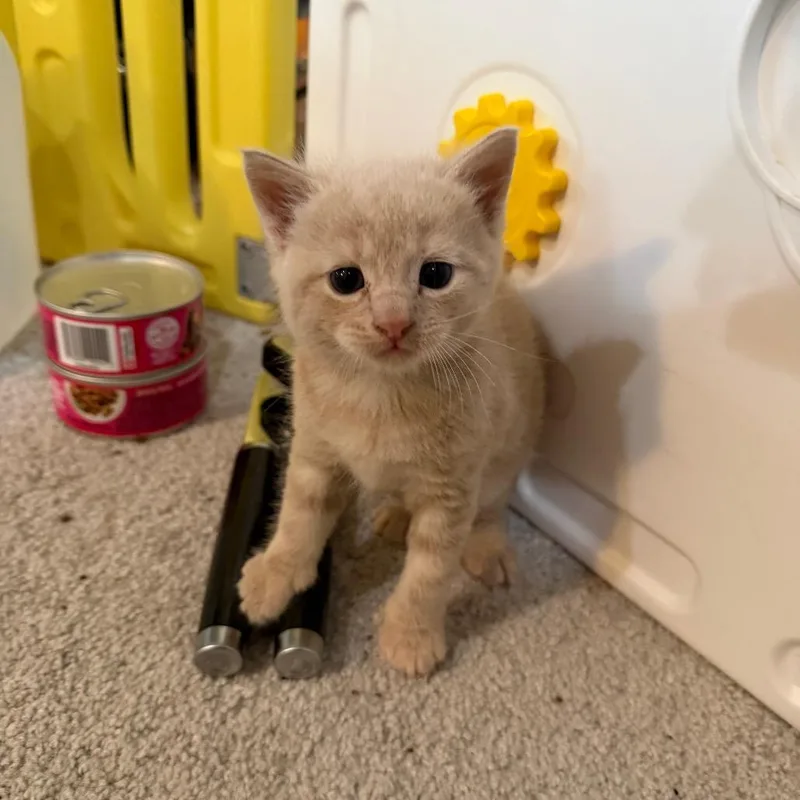 A baby small-sized male Buff / Tan / Fawn Domestic Short Hair cat named Jethro for adoption in Reisterstown, MD