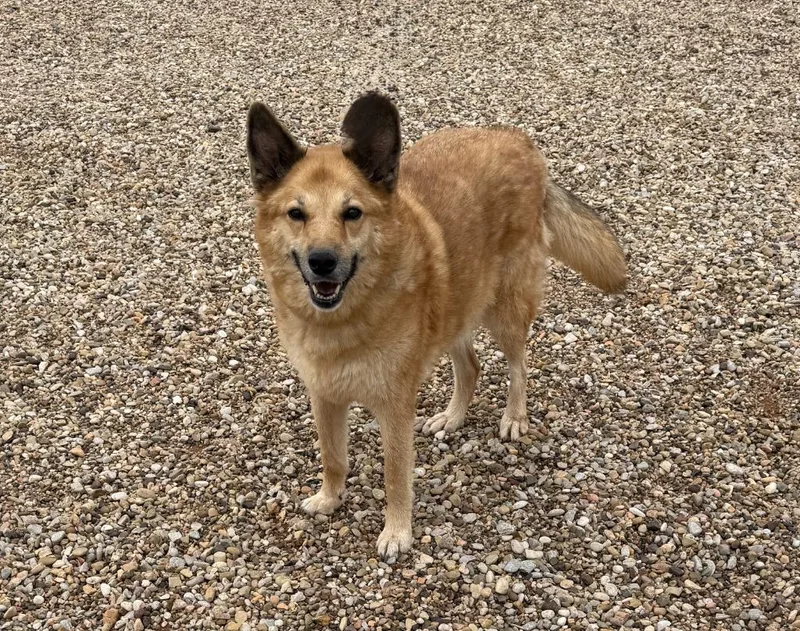 A senior large-sized female Mixed Breed dog named Duchess for adoption in Hot Springs, SD