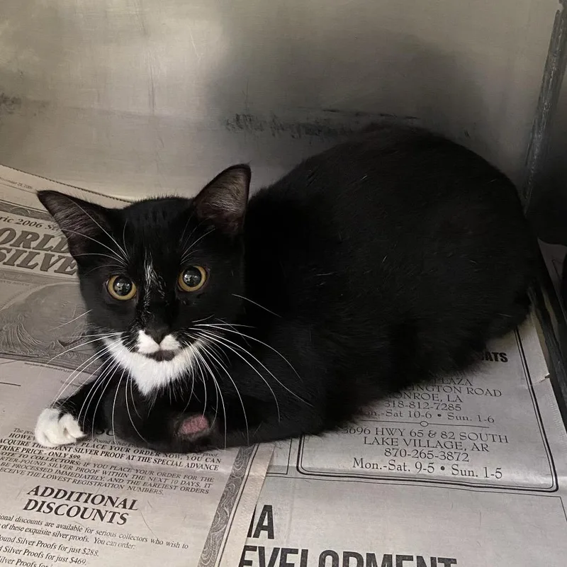 A young medium-sized female Domestic Short Hair cat named Oreo for adoption in Monroe, LA