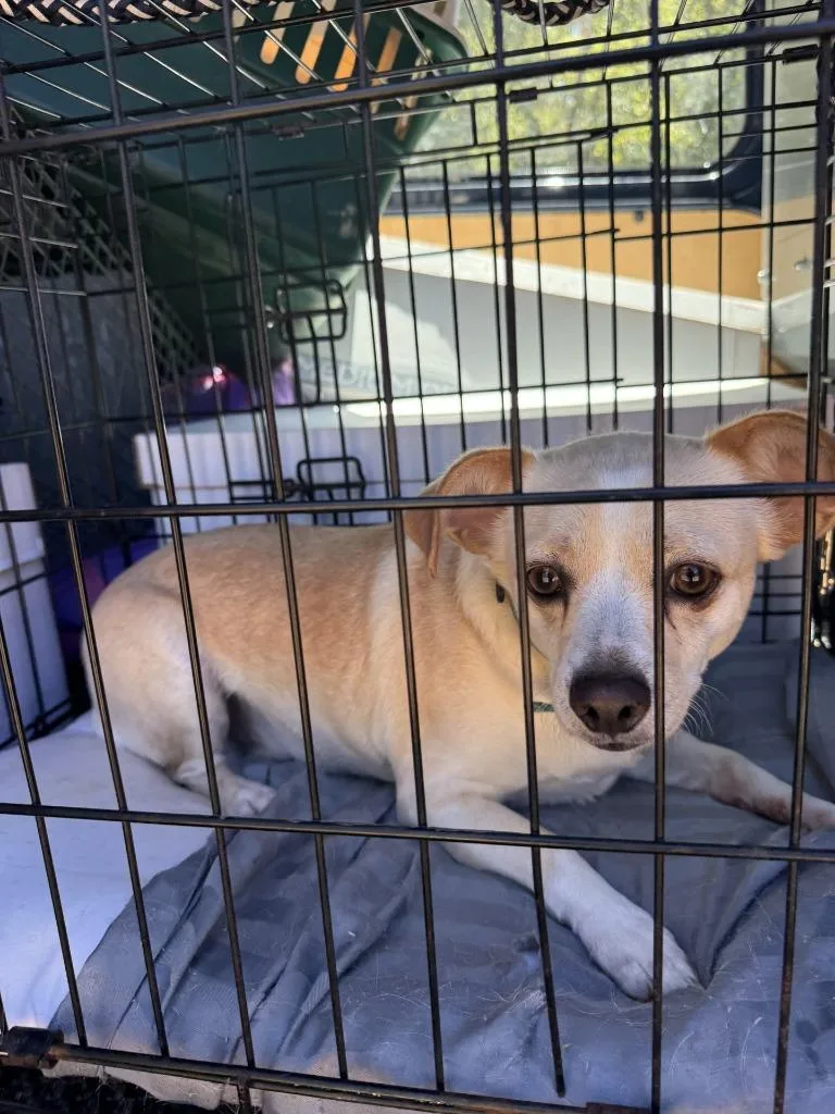 An adult small-sized male Chihuahua dog named Scooter for adoption in Lawrenceburg, TN
