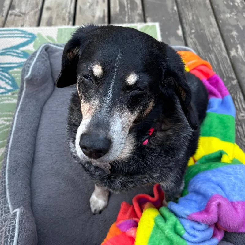 A senior medium-sized female Black Bluetick Coonhound dog named Libby D for adoption in Minnetonka, MN