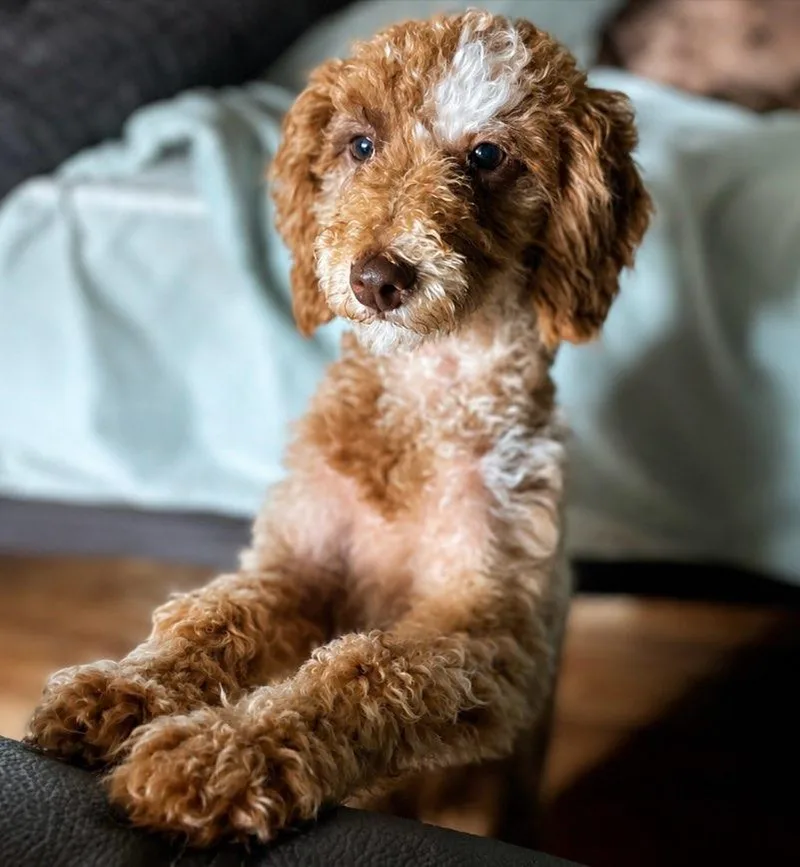 A young small-sized male Apricot / Beige Miniature Poodle dog named Sebastian for adoption in Lexington, KY