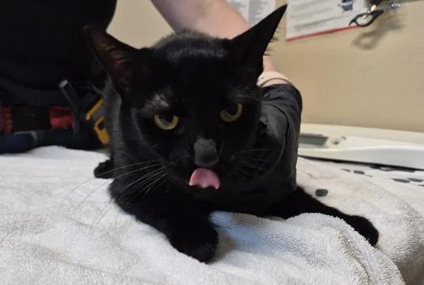 An adult medium-sized male Domestic Short Hair cat named Eeyore for adoption in Oceanside, CA