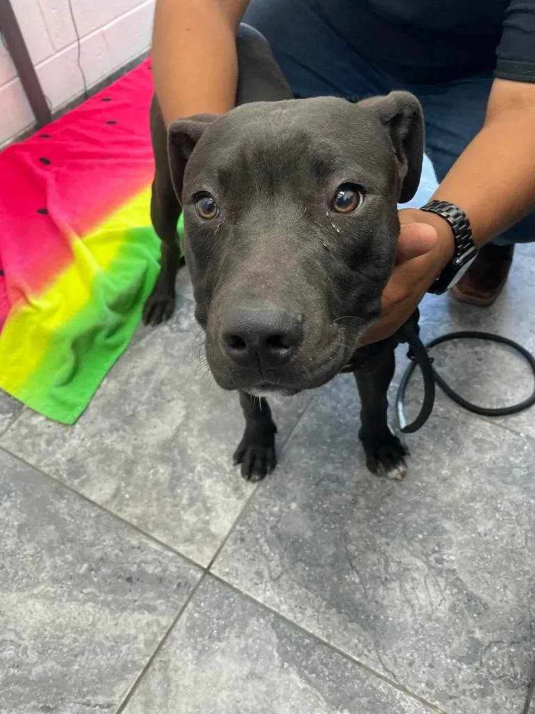 A baby large-sized male Mixed Breed dog named Panther for adoption in Oxford, NC