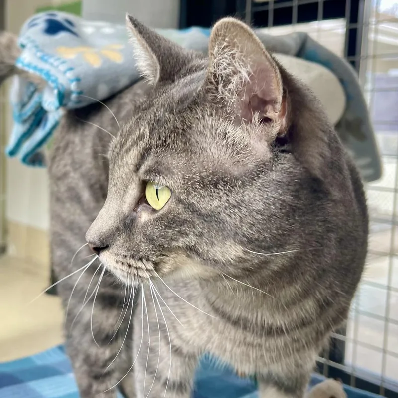 A senior medium-sized male Gray / Blue / Silver Domestic Short Hair cat named Flounder for adoption in Deerfield, IL