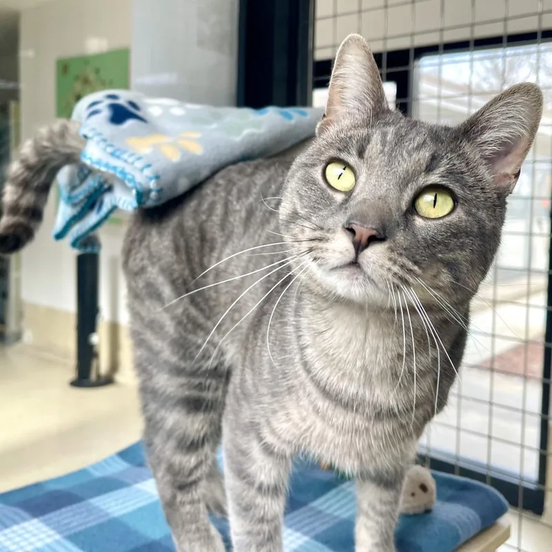 Flounder thumbnail 2