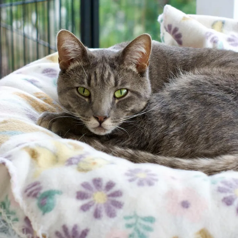 Flounder thumbnail 3