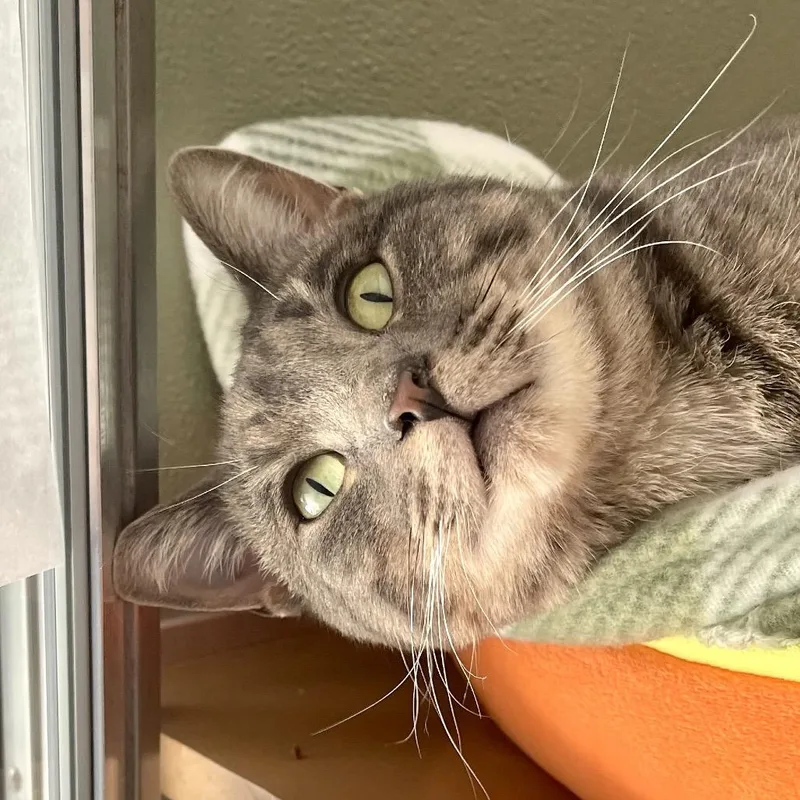 Flounder thumbnail 4