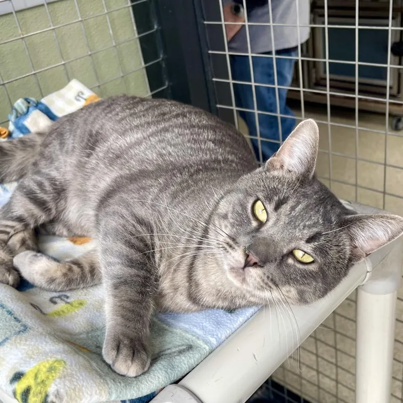 Flounder thumbnail 5