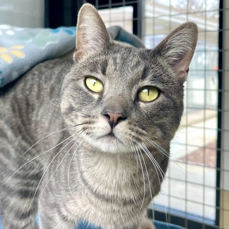 Flounder thumbnail 6