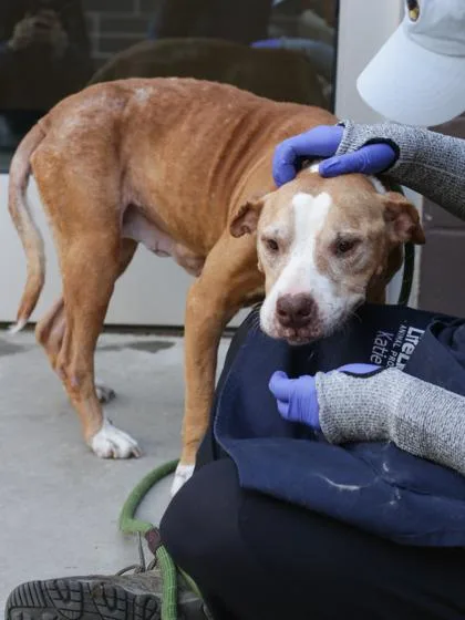 A senior large-sized female Mixed Breed dog named Mildred for adoption in Chamblee, GA