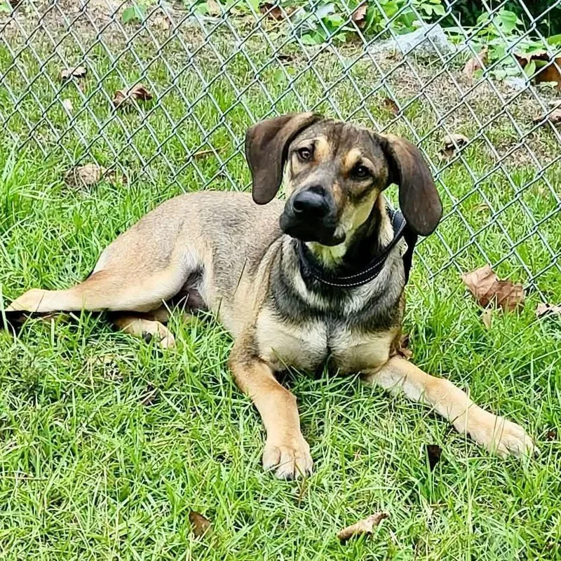 An adult large-sized male Mixed Breed dog named Biggie for adoption in Groveland, MA