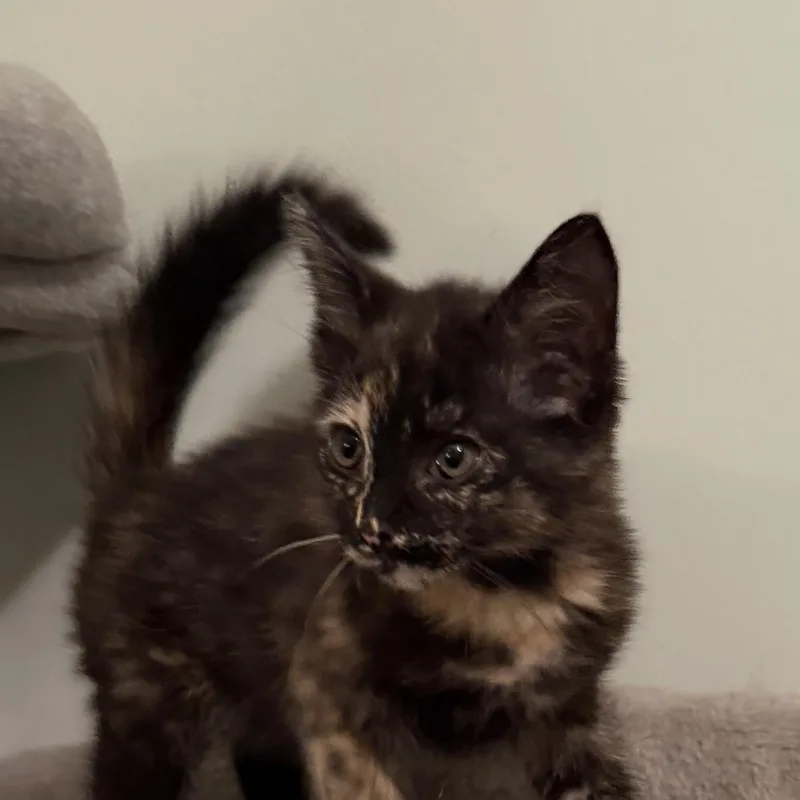 A baby small-sized female Tortoiseshell Domestic Medium Hair cat named Tootsie for adoption in Greensboro, GA