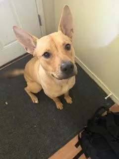 A young medium-sized male Yellow / Tan / Blond / Fawn American Staffordshire Terrier dog named Rhodes  Local Hillsboro for adoption in Brookshire, TX