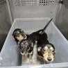 A baby small-sized female Black Dachshund (Long Haired) dog named Strawberry Gatorade for adoption in Austin, TX