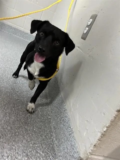 A young small-sized male Chihuahua dog named A for adoption in Pasadena, TX