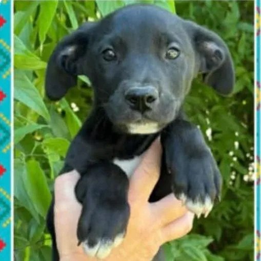 A baby small-sized male Black Mixed Breed dog named Steven for adoption in Buffalo, MN