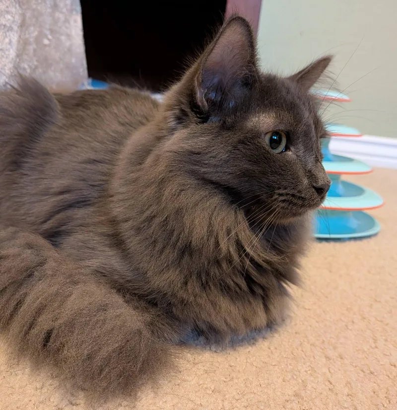 A baby medium-sized male Gray / Blue / Silver Domestic Medium Hair cat named Ivan for adoption in Queen Creek, AZ