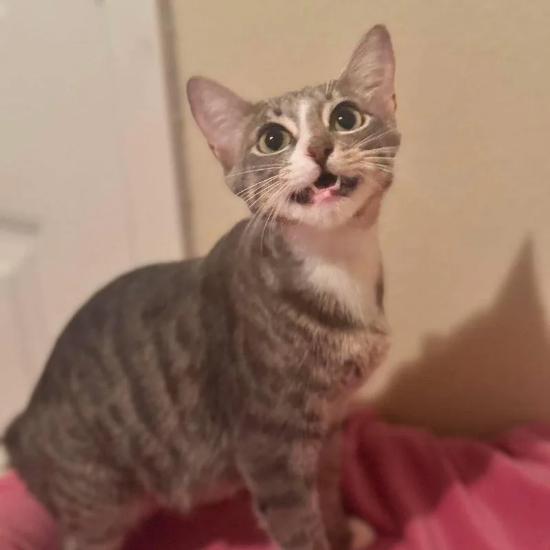 A young medium-sized female Gray / Blue / Silver Domestic Short Hair cat named Zara for adoption in Redmond, WA