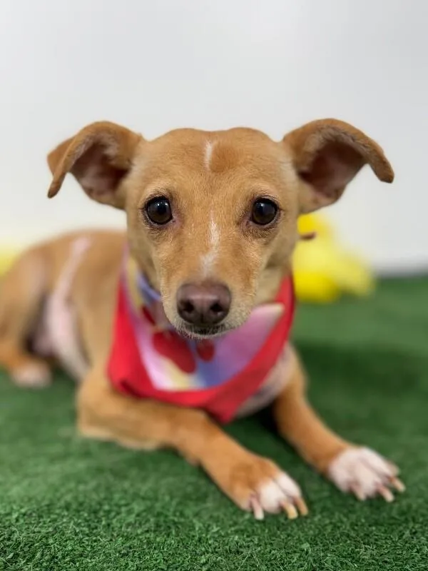 A young small-sized female Brown / Chocolate Chihuahua dog named Holly for adoption in Carlsbad, CA