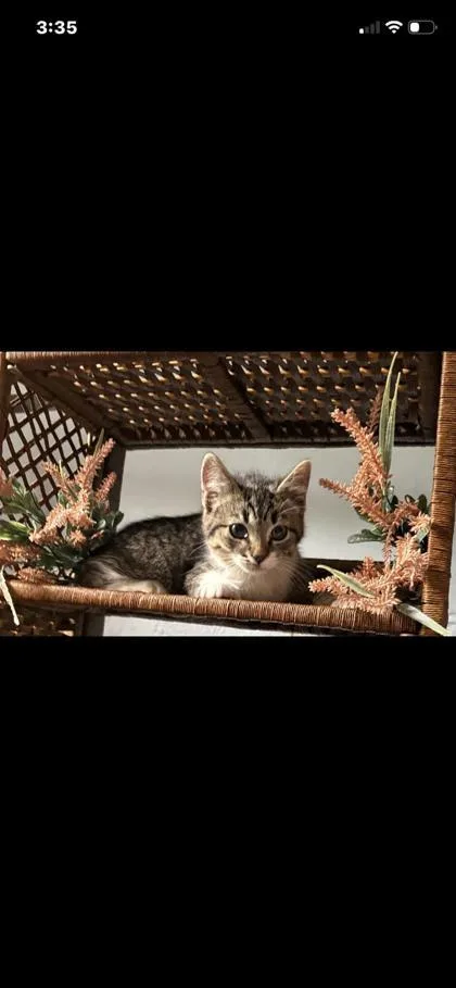 A baby small-sized male Domestic Short Hair cat named Casper for adoption in Gainesville, FL