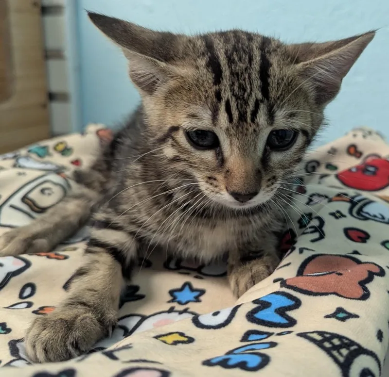 A baby small-sized male Domestic Short Hair cat named Manspider for adoption in Cape Coral, FL