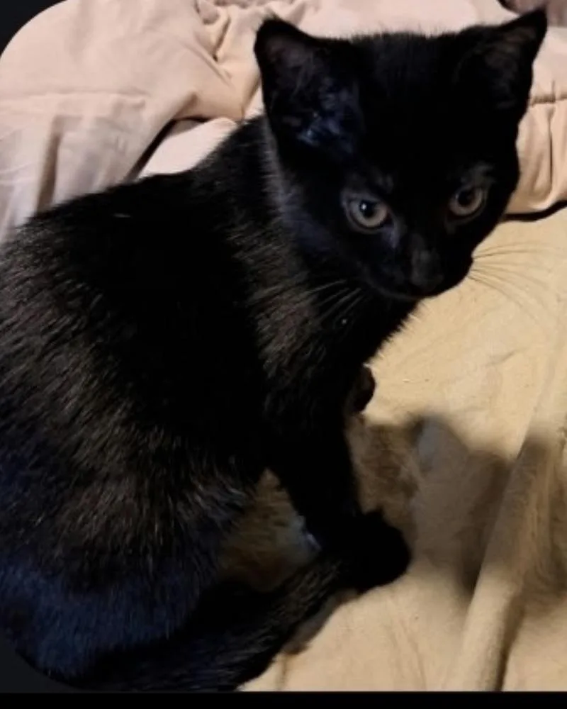 A baby small-sized female Black Domestic Short Hair cat named Alika for adoption in West Mifflin, PA
