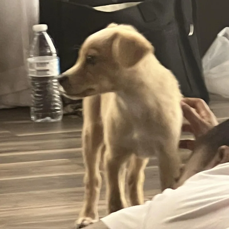 A baby medium-sized male Apricot / Beige Labrador Retriever dog named Todd for adoption in Phoenix, AZ