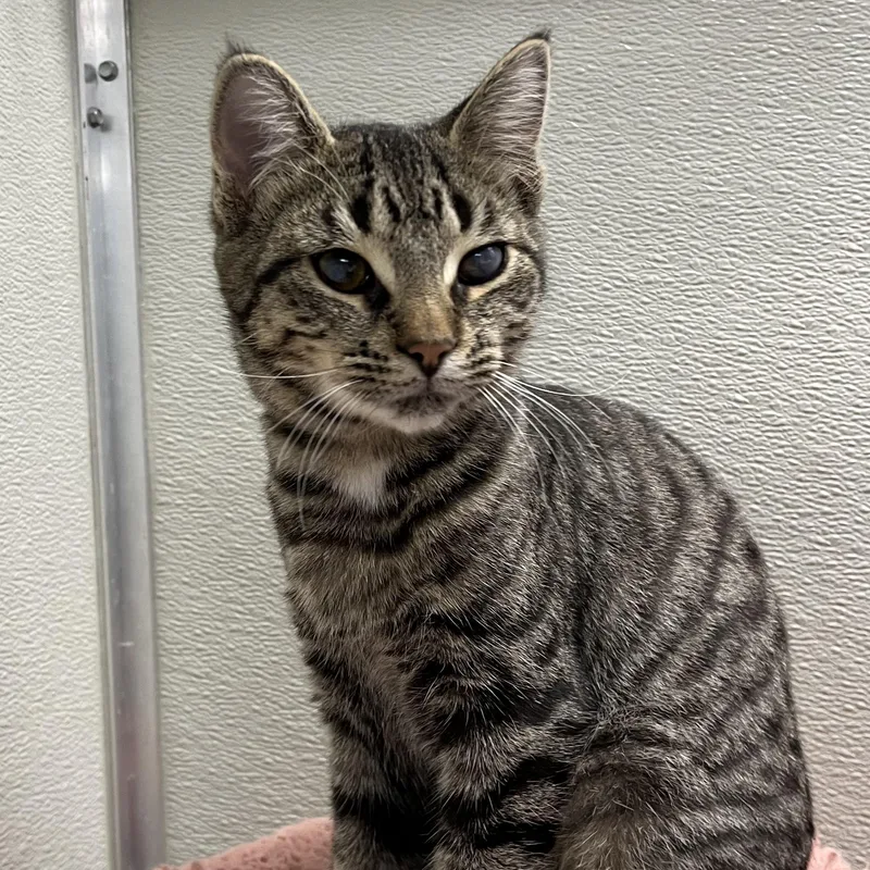 A young medium-sized female Domestic Short Hair cat named Phoenix for adoption in Mount Pleasant, MI
