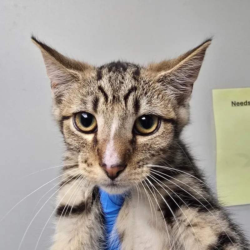 A baby small-sized male Brown / Chocolate Domestic Short Hair cat named Cola for adoption in Concord, NC