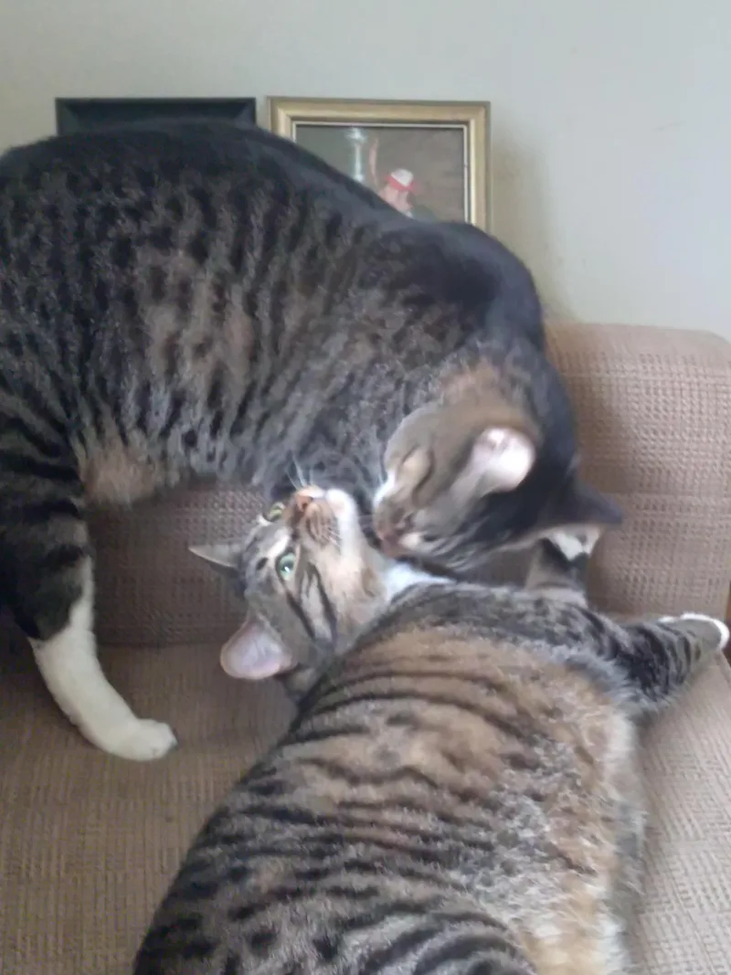 An adult medium-sized male Tabby (Brown / Chocolate) Domestic Short Hair cat named Jake and Tucker Courtesy for adoption in Midland, MI