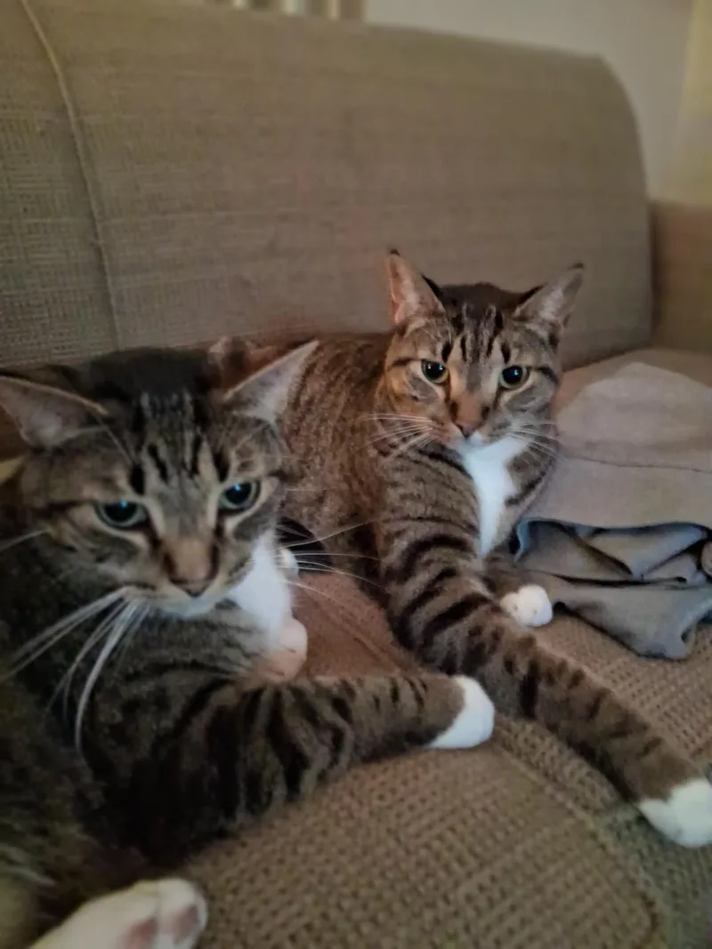 Jake and Tucker Courtesy thumbnail 2