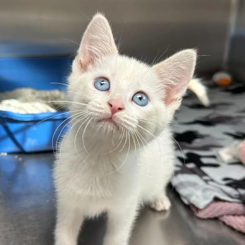A baby small-sized male Flame Point Domestic Short Hair cat named Flame for adoption in Naperville, IL