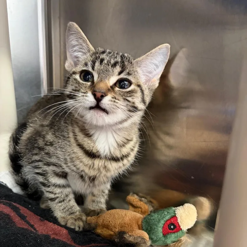 A baby small-sized female Brown / Chocolate Domestic Short Hair cat named Andy for adoption in Mentor, OH