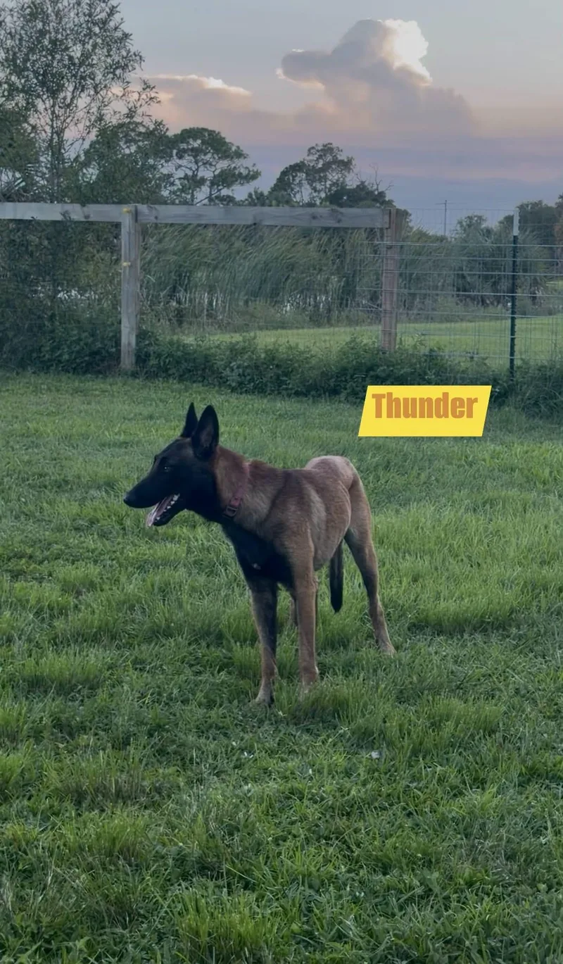 Thunder thumbnail 2