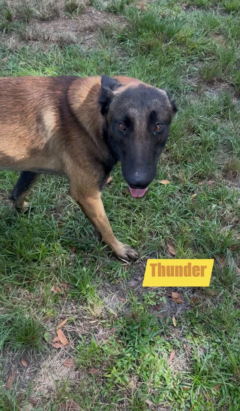 Thunder thumbnail 5