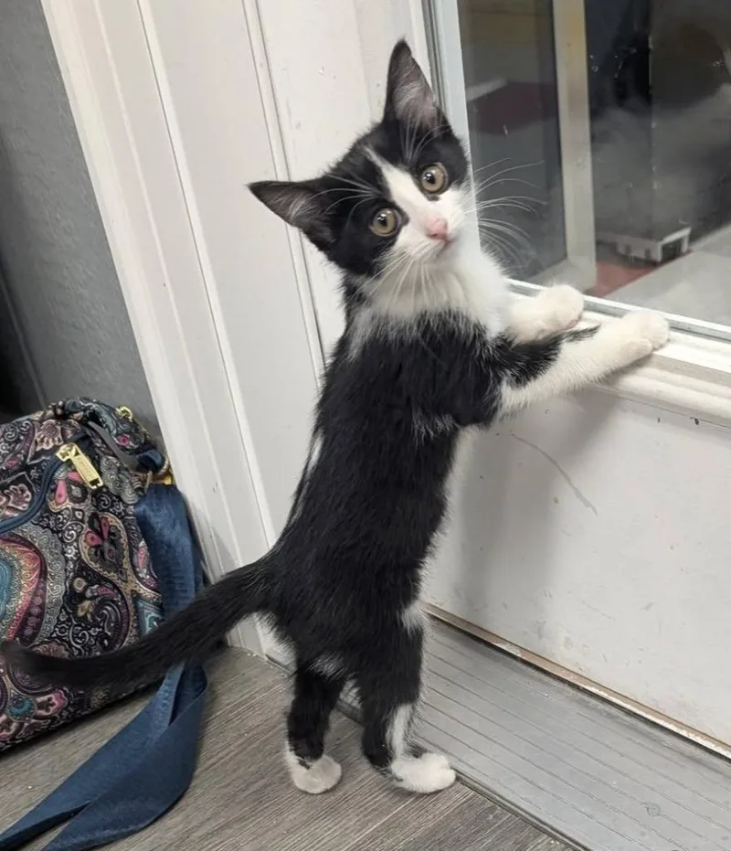 A baby medium-sized female Domestic Short Hair cat named Thalia for adoption in Warren, MI