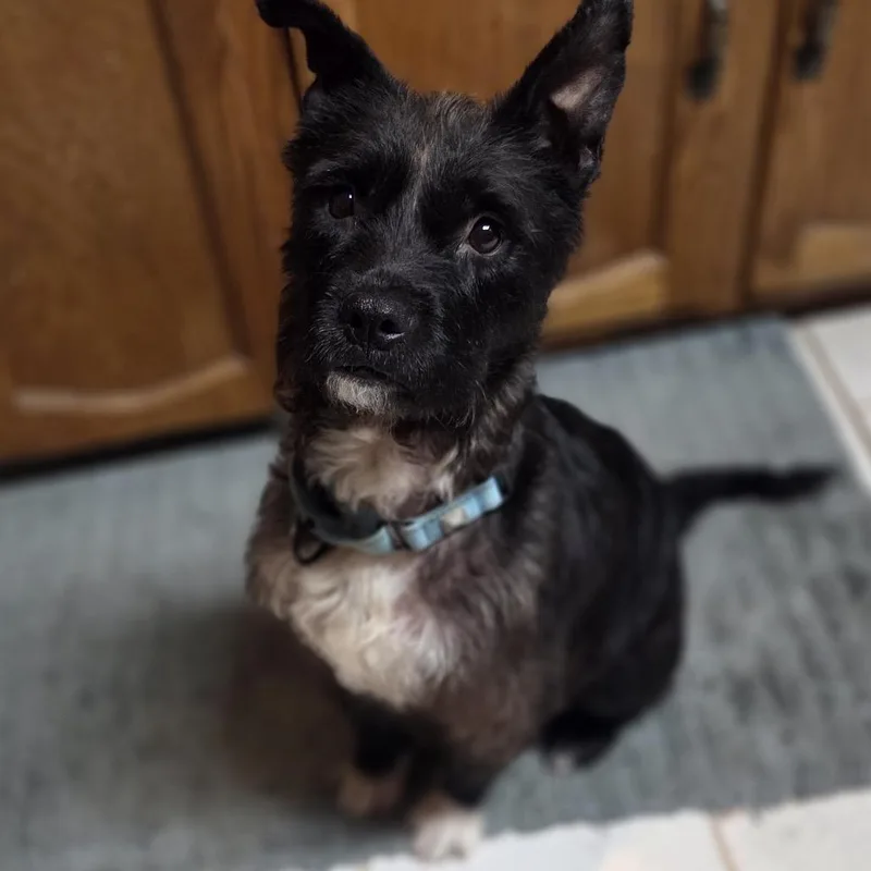 A young small-sized female Black Mixed Breed dog named Alameda for adoption in Buffalo, MN