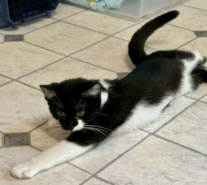 A young medium-sized female Domestic Short Hair cat named Gigi for adoption in Talbott, TN